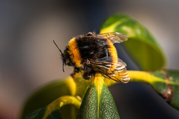 Bumblebee caught in my plant - april 2022