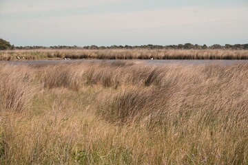 Wetland Grasses, Water and Reeds with White Birds in Sunlgiht