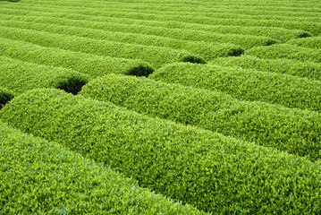 整然と並ぶ緑の茶樹　春の茶畑の背景　コピースペース　Rows of green tea bushes in Shizuoka, Japan
