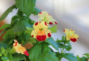 Obraz na płótnie Canvas Yellow-red Mimulus flowers on a blurry background