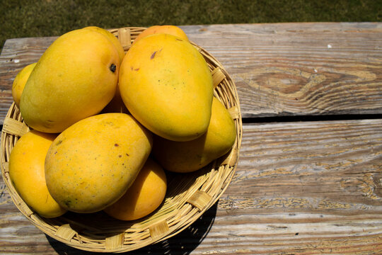 Tasty Indian Mangoes in Basket. Badami mango fruit sweet in taste also known as Karnataka Alphonso. Mango from India in basket on wooden background