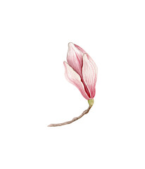 Pink magnolia. Spring flowers clipart. Watercolor illustration isolated on white.