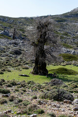 ANDALUSIAN GALL OAK TREE ON A MOUNTAIN IN ANDALUSIA