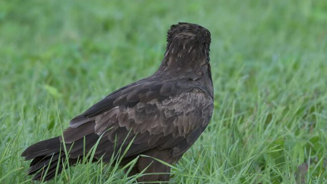 Lesser spotted eagle Aquila pomarina close up in spring is hunting on the ground
