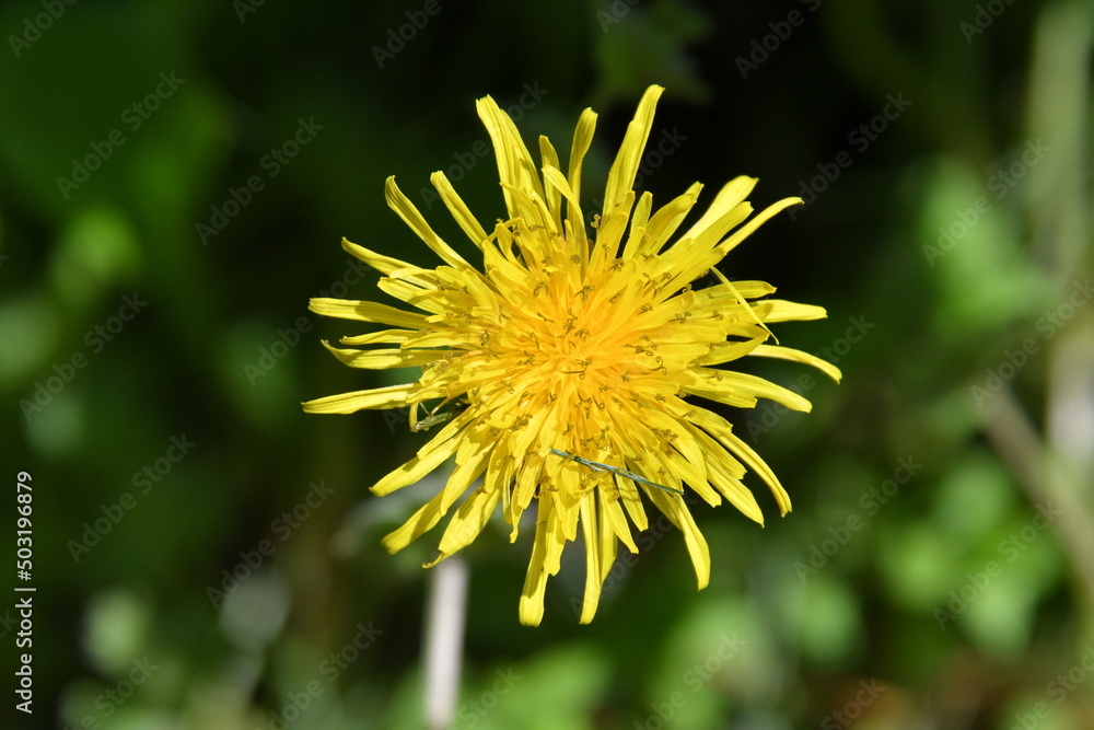 Poster Dandelion