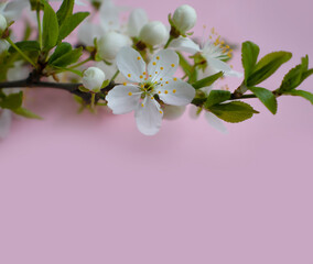 cherry blossom branch on colored background frame