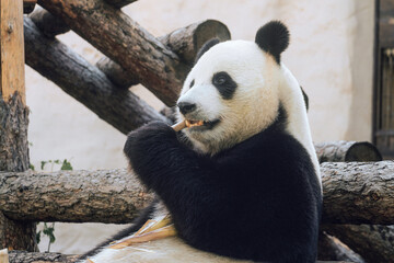 Giant panda holding and eating bamboo
