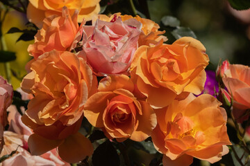 Bunch of Colorful Roses in Peach and Pink Shades in the Garden