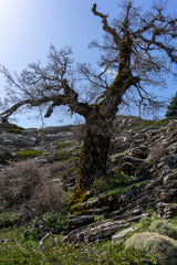 ANDALUSIAN GALL OAK TREE ON A MOUNTAIN IN ANDALUSIA