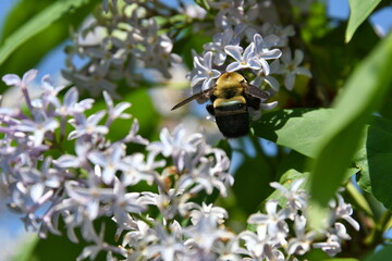 Bumble Bee on a Lilac Flower