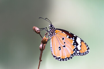 Fototapeta na wymiar Image of the Tiger butterfly or also known as Danaus chrysippus butterfly resting on the flower plants