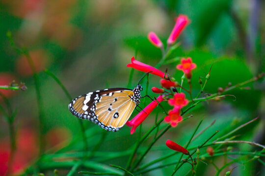 Image of the Tiger butterfly or also known as Danaus chrysippus butterfly resting on the flower plants