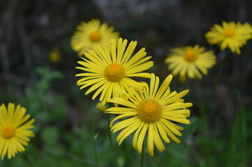 Beautiful wild yellow flower in the forest	