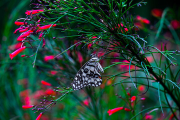 Papilio butterfly or The Common Lime Butterfly resting on the flower plants