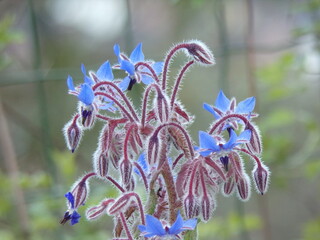 Wild borage flowers