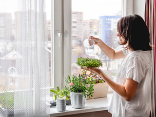 Woman is watering houseplants and microgreens on windowsill. Growing edible organic basil, arugula, microgreen of cabbage for healthy nutrition. Gardening at home. - 503198224