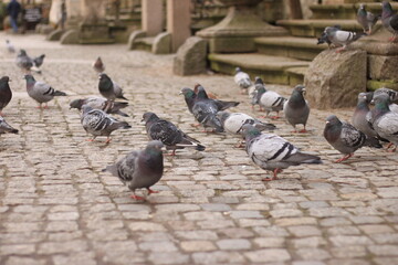 Gołębie ( Pigeon)