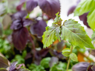 Basil seedlings. Growing edible organic basil, arugula, microgreens for healthy nutrition. Gardening on window sill at home.
