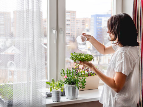 Woman is watering houseplants and microgreens on windowsill. Growing edible organic basil, arugula, microgreen of cabbage for healthy nutrition. Gardening at home.