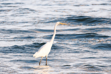 兵庫県神戸市東灘区に流れる住吉川の河口で見かけた白鷺。