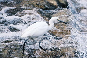 兵庫県神戸市東灘区に流れる住吉川の河口で見かけた白鷺。