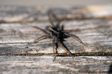 spider on the ground