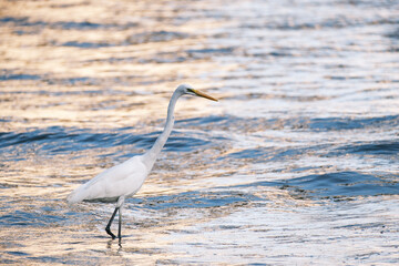 兵庫県神戸市東灘区に流れる住吉川の河口で見かけた白鷺。