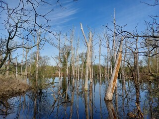 reeds in the water