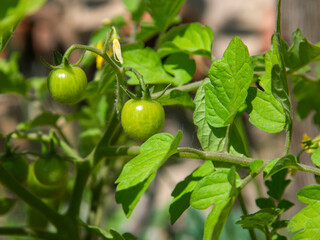 Growing cherry tomato.