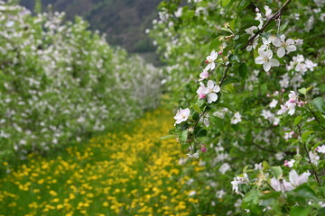 alberi in fiore mele melo 
