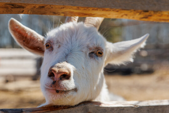 Close-up of a goat on an eco-farm