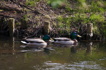 dwa kaczory płyną rzeką latem