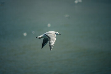 seagull flies over baltic sea - obrazy, fototapety, plakaty