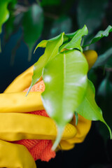 A woman in yellow gloves wipes the dust from the leaves. Selective focus. Caring for green plants