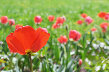 Vibrant coloured red tulips flowers growing in garden, heads moving in slow wind, spring sun, light sunny green background