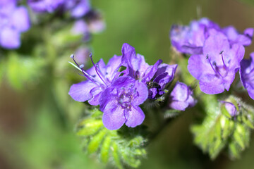 Phacelia,  Scorpion Weed, Growing in a California Wildflower Meadow