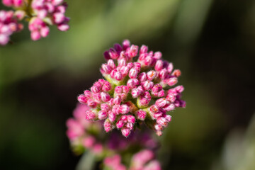 Buds of California Buckwheat Wildflowers getting ready to Bloom for Pollination