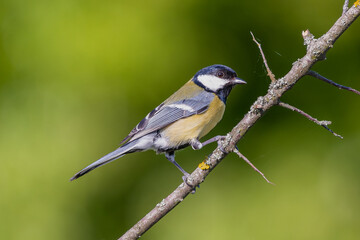 Great tit - Parus major - perched with dark green background. Photo from Dobruja in Bulgaria.