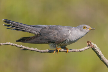 Kukułka łac. Cuculus canorus śpiewająca na gałęzi na zielonym tle. Fotografia z Dobrudża Bułgaria.