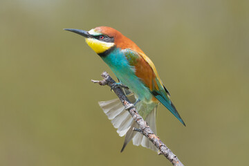 Colorful european bee-eater -  Merops apiaster - perched with spread tail and green background. Picture from Dobrich in Bulgaria.