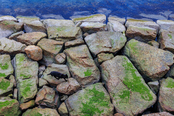 Black cat walks on algae covered rocks at low tide, overhead view