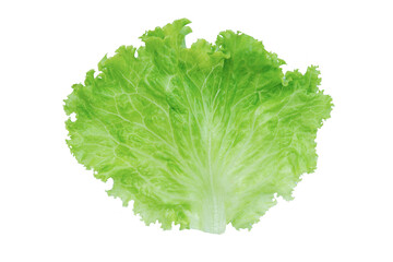 Lettuce. Salad leaf isolated on white background with clipping path.