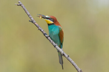 Colorful European bee-eater - Merops apiaster - perched with wasp in beak and with green background. Photo from Dobruja in Bulgaria.