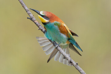 Colorful european bee-eater - Merops apiaster - perched with spread tail and green background....