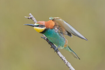 Colorful european bee-eater - Merops apiaster - perched with spread wings with green background. Picture from Dobrich in Bulgaria.