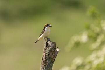 Woodchat shrike -  Lanius senator - perched with green background. Phot from Dobrich, Bulgaria.