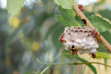Close up wasps in a nest on branch