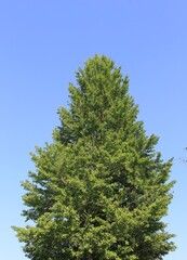 スマートな樹形の「イチョウ」と青空