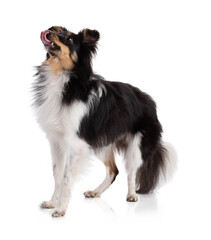 Shetland dog standing