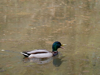 MOSCOW, RUSSIA - May 3, 2022. Duck swims on the pond and quacks